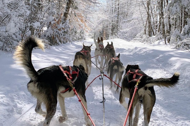 Sled dogs pulling a sled through a snowy forest path in winter.
