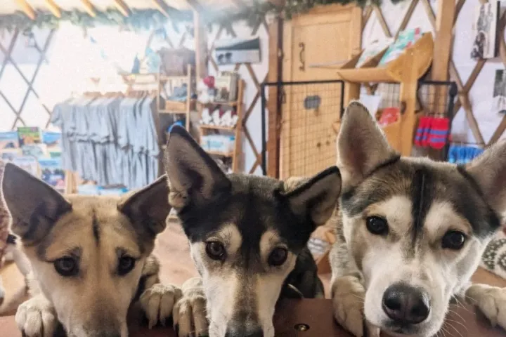 Three huskies peeking over a wooden barrier in a cozy room with shelves and clothing.