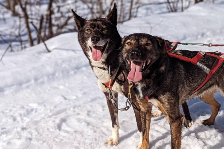Two happy sled dogs with tongues out, standing on snowy ground in a forest.