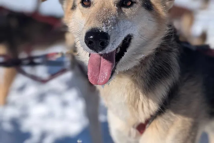 Close-up of a happy dog with snow on its face, its tongue out, and wearing a harness.