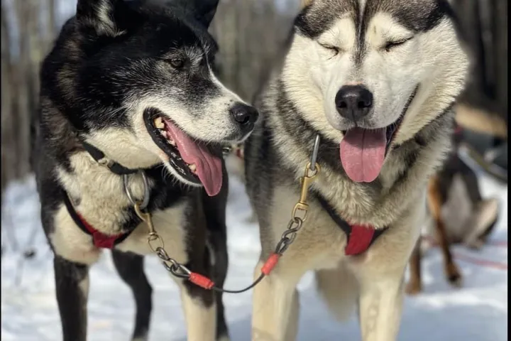 Two sled dogs with harnesses standing on snow, one with eyes closed, both panting.