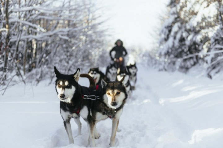 Sled dogs pulling a sled through a snowy forest path, with a musher in the background.