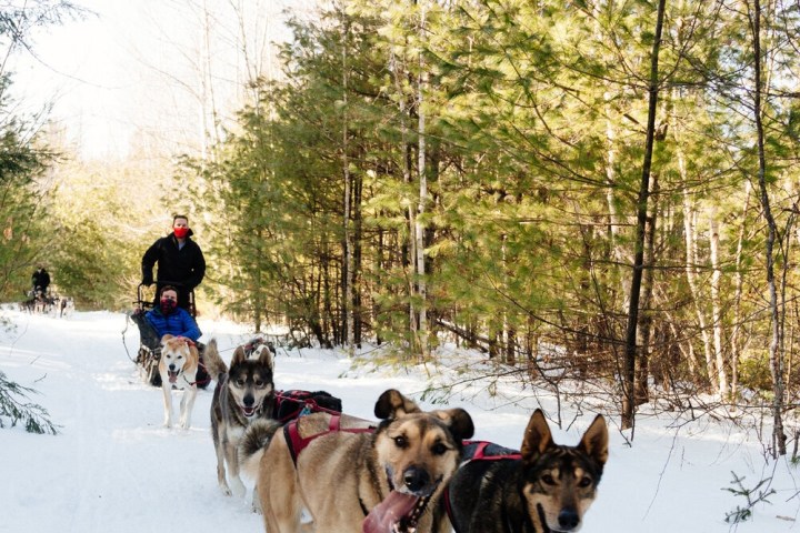 Dogsled team with six dogs pulls a sled through snowy forest trail.