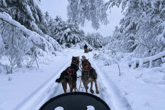Dog sledding through snowy forest with snow-covered trees and two dogs pulling a sled.