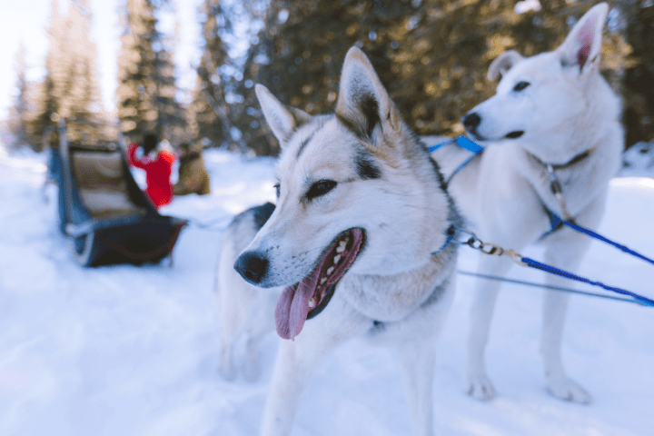 Two sled dogs in harness on snowy trail with sled and forest background.