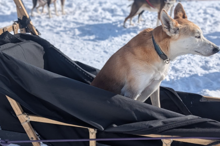 A dog sitting in a sled on snow, with a sled dog team in the background.