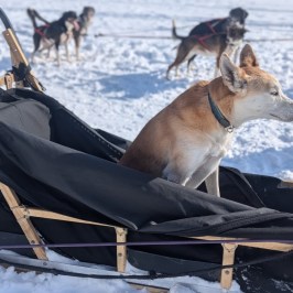 A dog sits in a sled on snow with other dogs harnessed in the background.