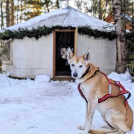 Dog in red harness sitting in front of a snowy yurt with greenery decoration.