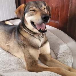 Happy dog lying on a plush bed with a big smile.